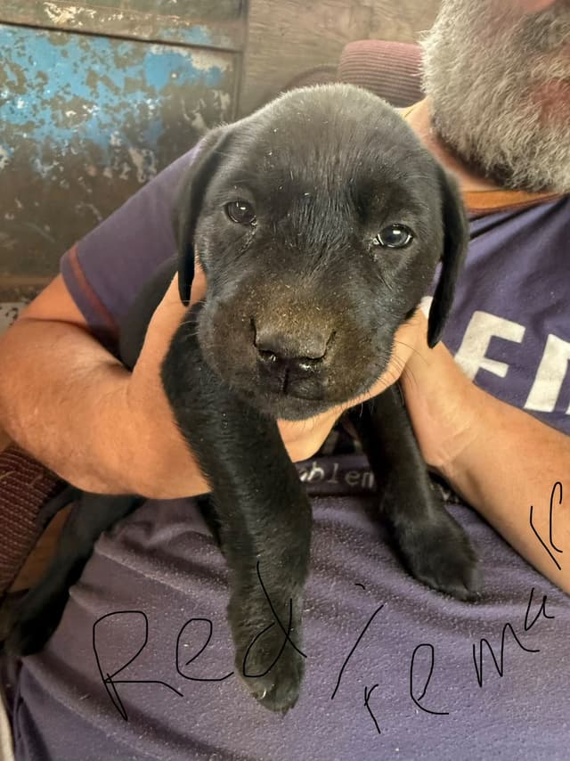 Labrador Retriever Puppies media 7