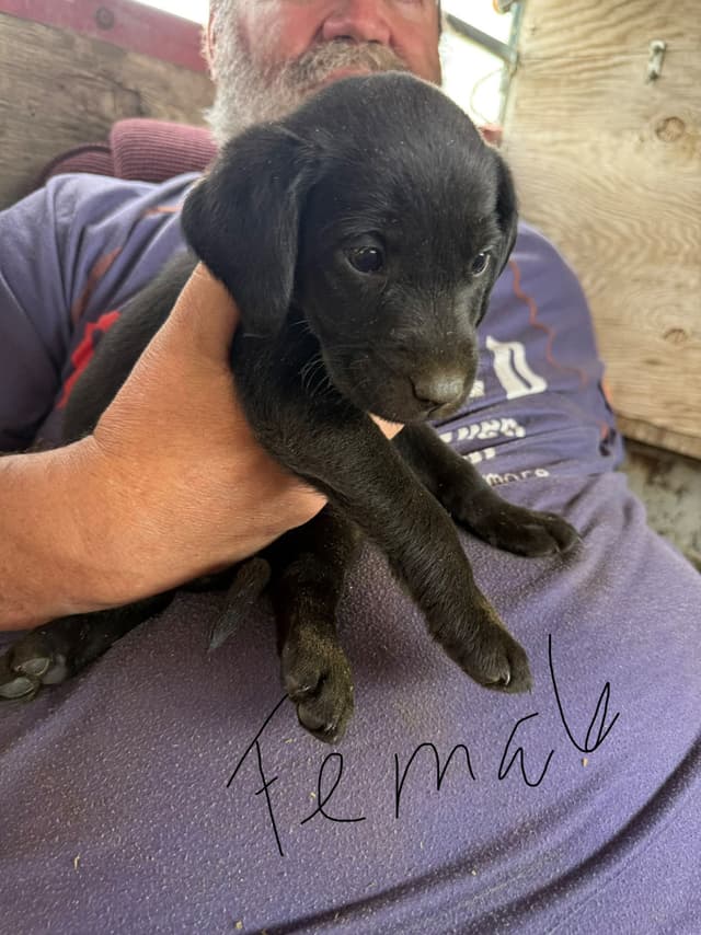 Labrador Retriever Puppies media 8