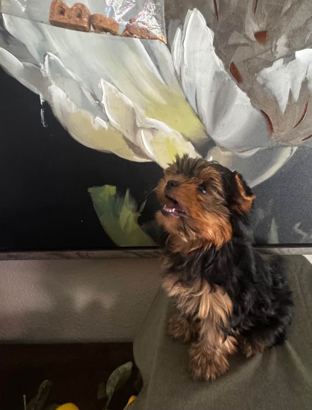Yorkshire Terrier Puppies media 2