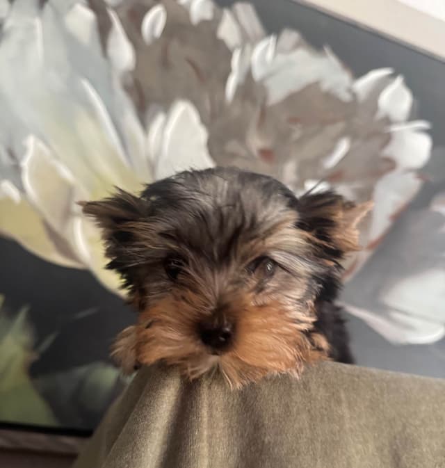 Yorkshire Terrier Puppies media 3