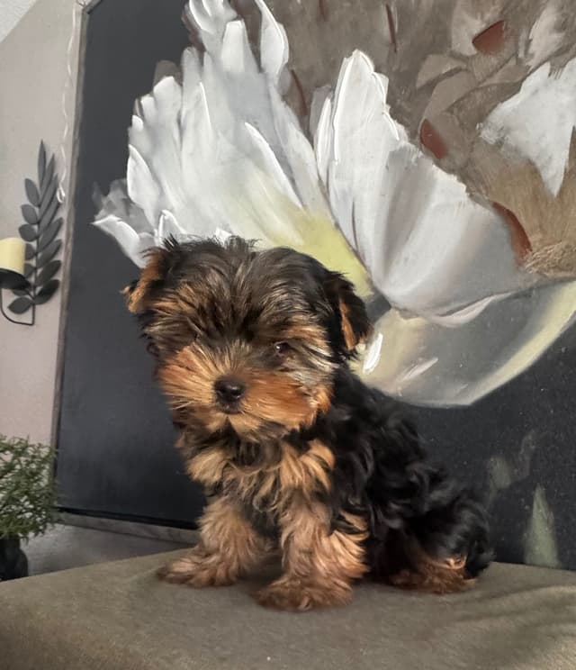 Yorkshire Terrier Puppies media 4