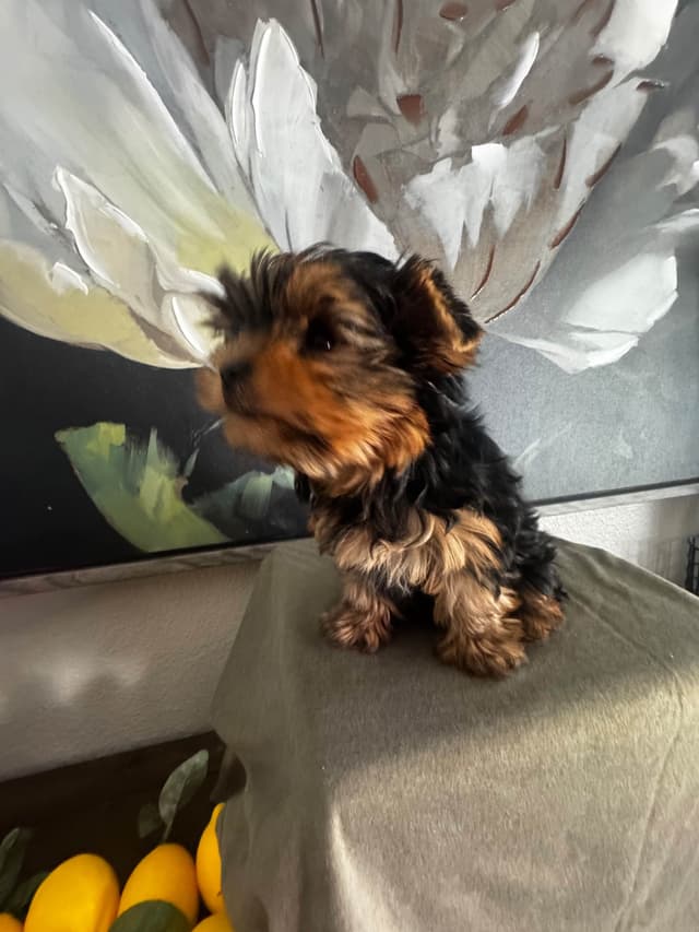 Yorkshire Terrier Puppies media 5