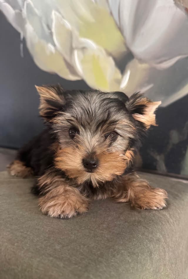 Yorkshire Terrier Puppies media 6