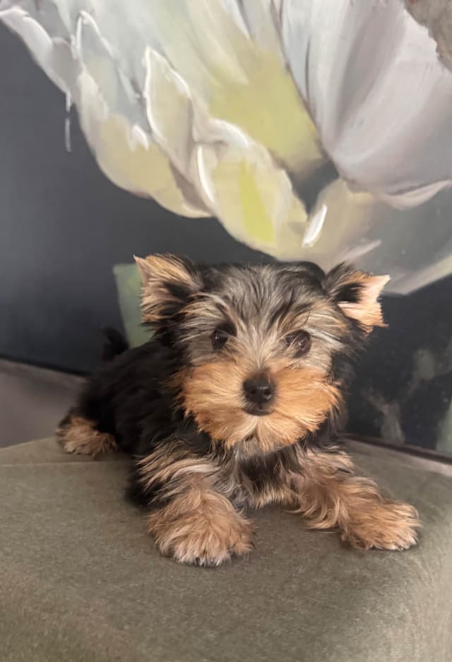 Yorkshire Terrier Puppies media 7
