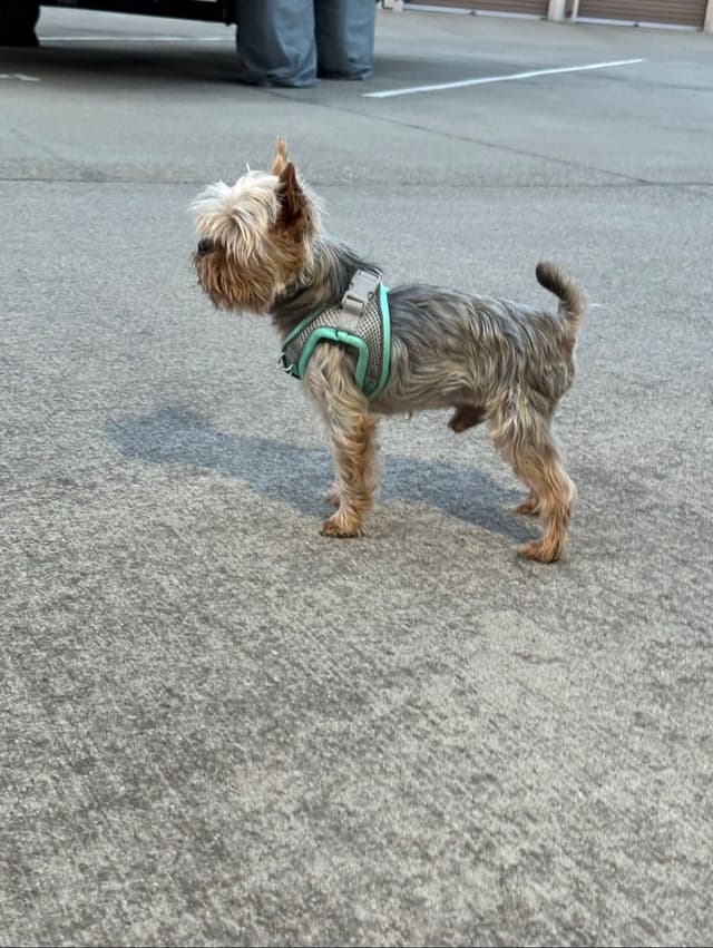 Yorkshire Terrier Puppies media 8