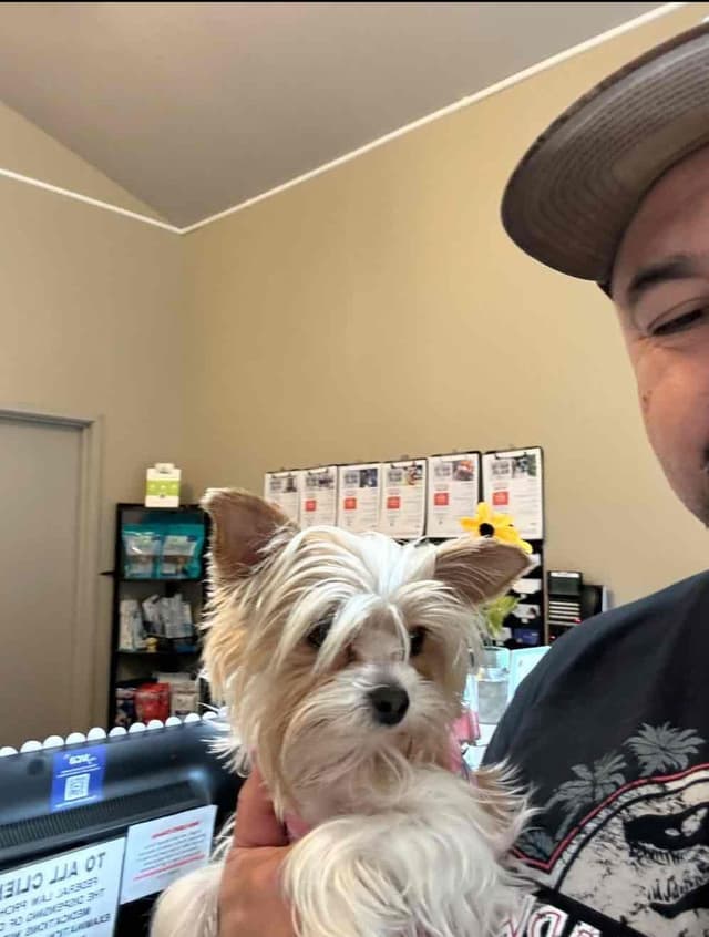 Yorkshire Terrier Puppies media 9