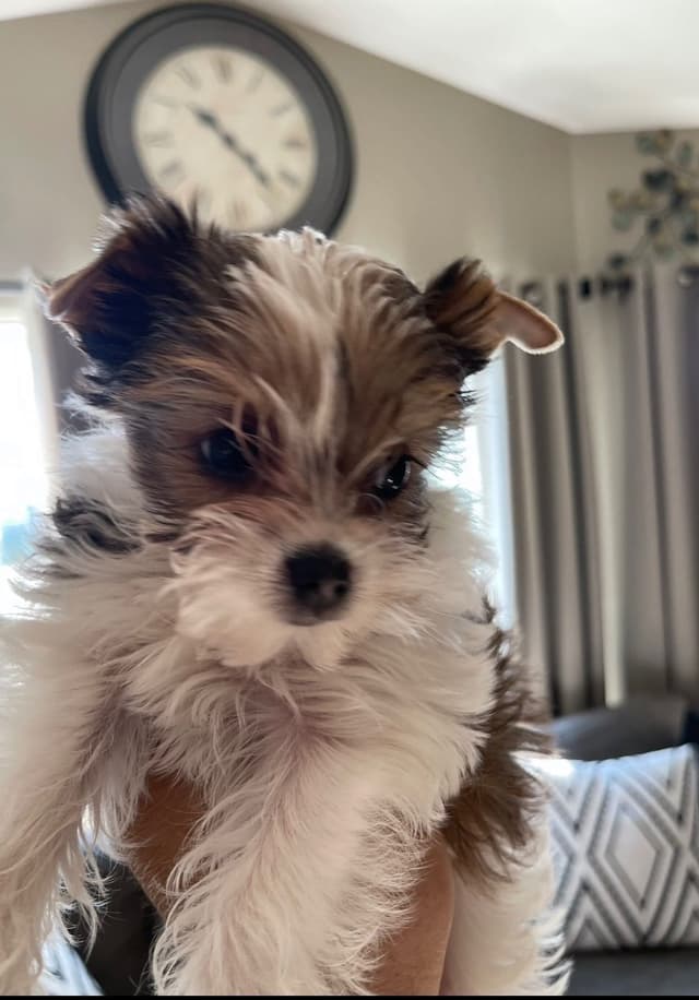 Yorkshire Terrier Puppies media 10