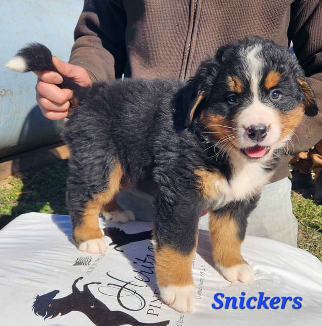 Bernese Mountain Dog Puppies media 2