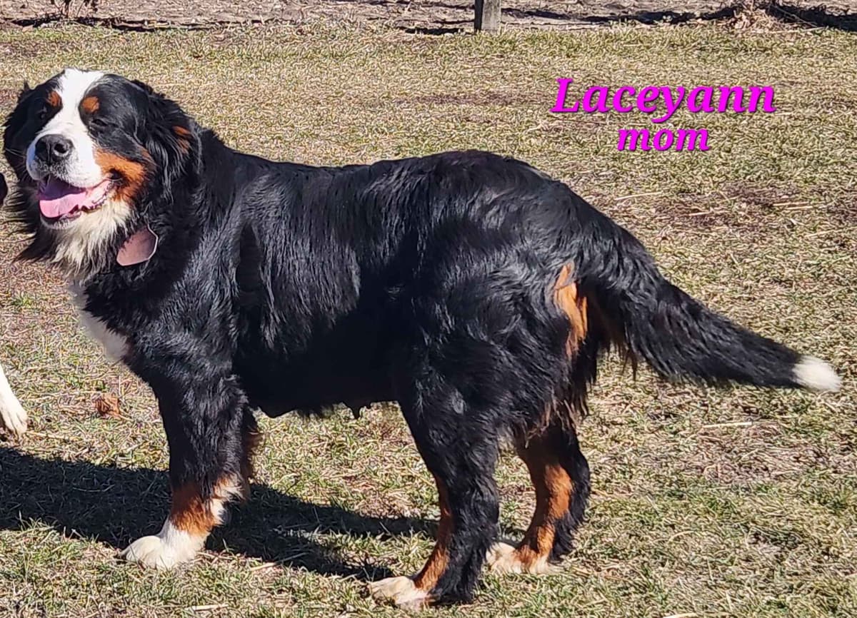 Bernese Mountain Dog Puppies breeder image 1