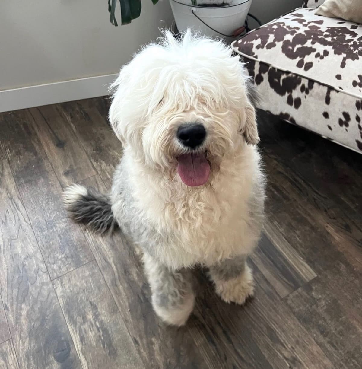 Old English Sheepdog Puppies breeder image 1