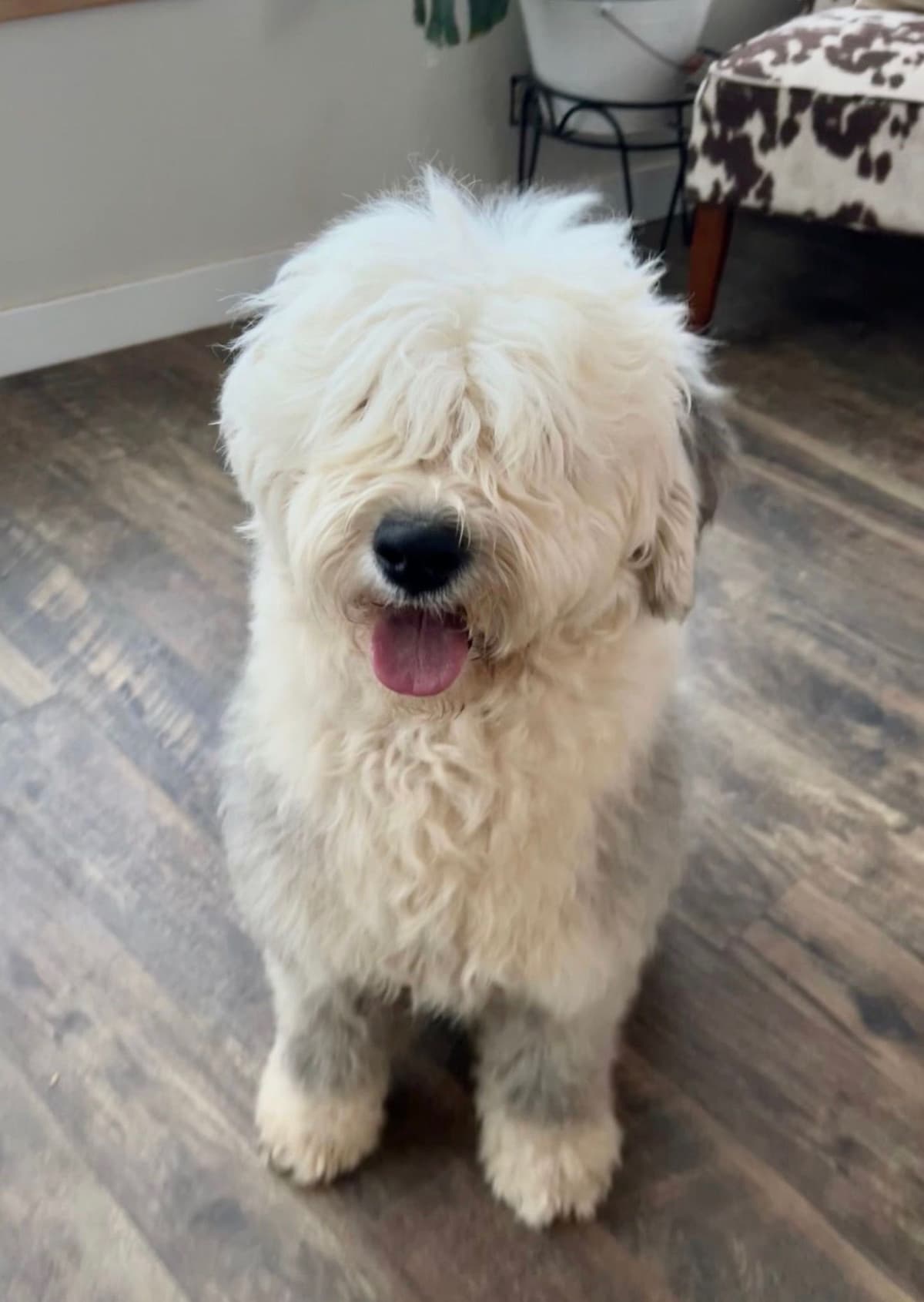 Old English Sheepdog Puppies breeder image 2