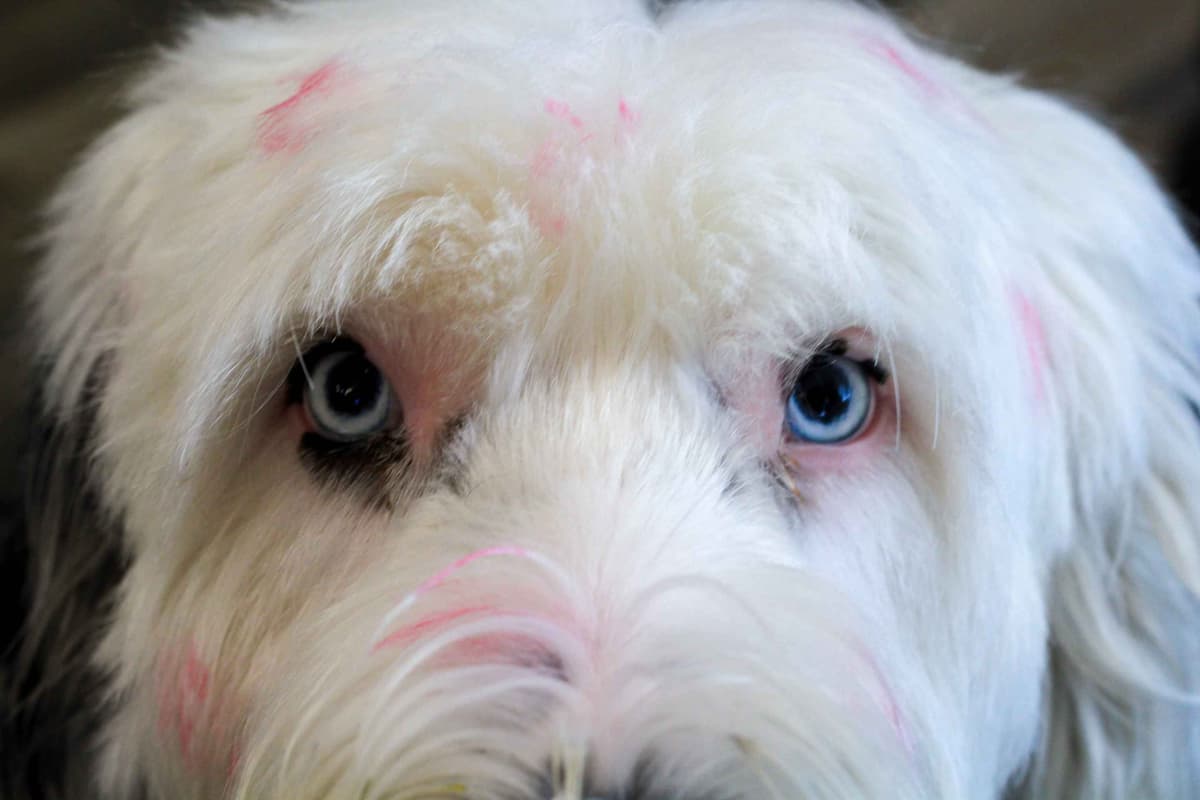 Old English Sheepdog Puppies breeder image 3