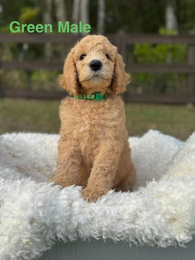 Poodle Puppies media 2