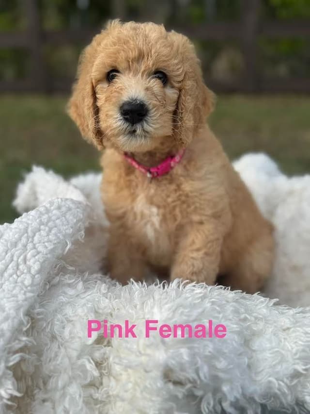Poodle Puppies media 3