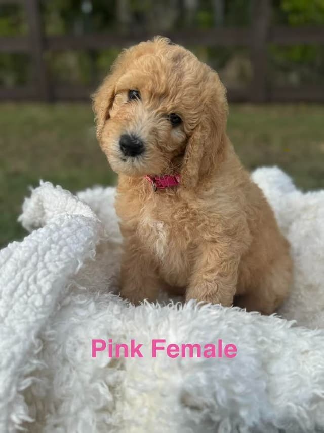 Poodle Puppies media 4