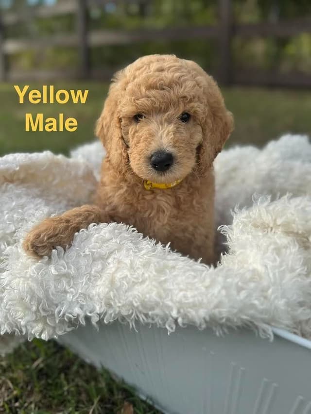 Poodle Puppies media 5