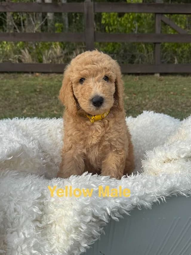 Poodle Puppies media 6