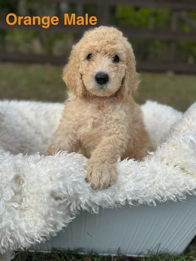 Poodle Puppies media 8