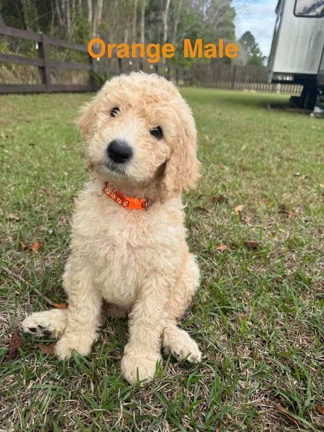 Poodle Puppies media 9