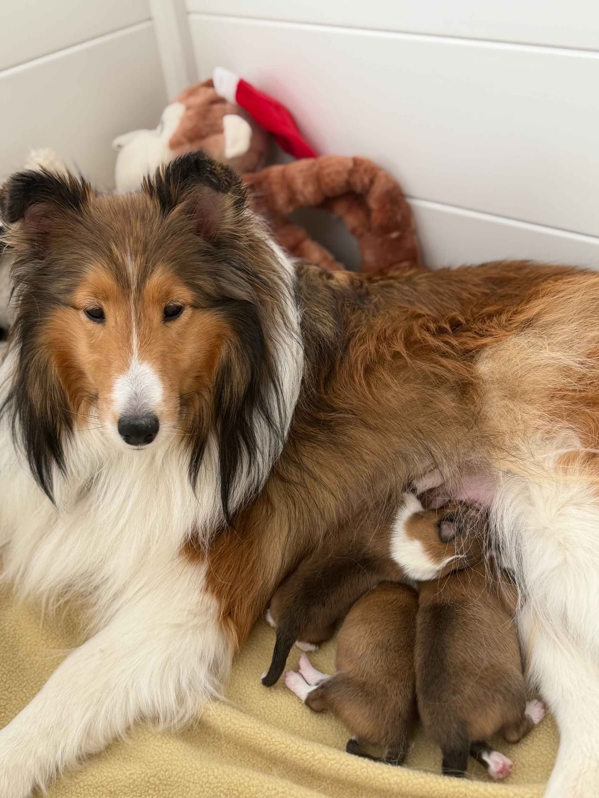 Shetland Sheepdog Puppies breeder image 2