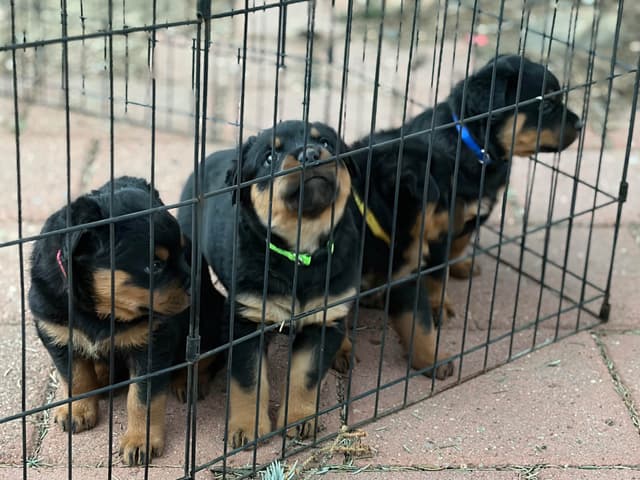 Rottweiler Puppies sired by titled German Import media 12