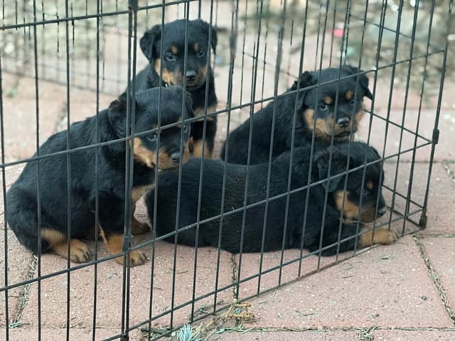 Rottweiler Puppies sired by titled German Import media 13