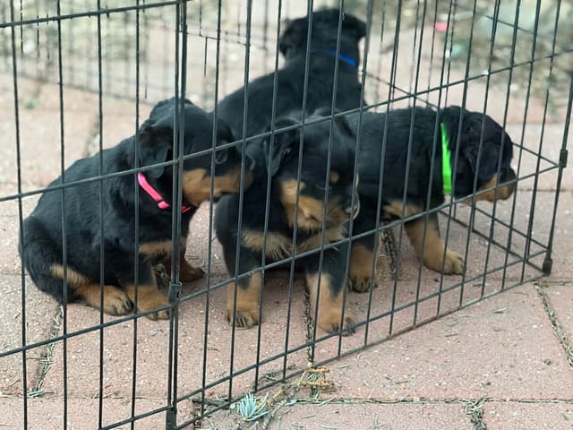 Rottweiler Puppies sired by titled German Import media 14