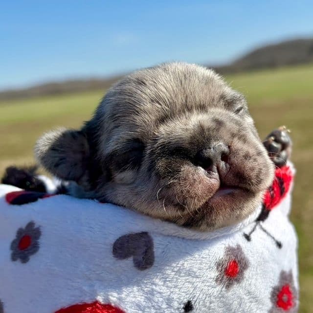 French Bulldog Puppies media 2