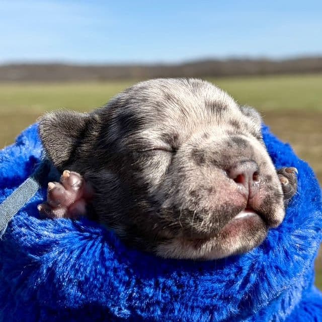 French Bulldog Puppies media 3