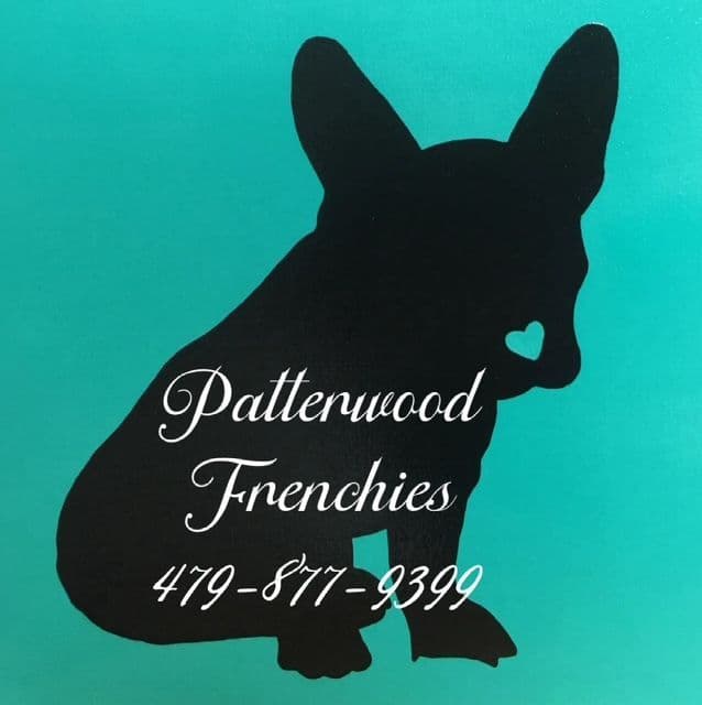 French Bulldog Puppies media 4