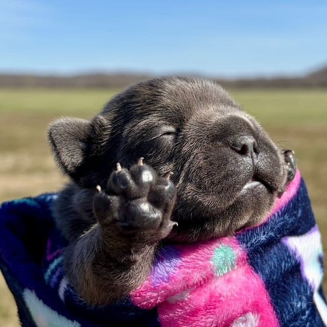 French Bulldog Puppies media 5