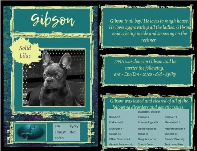 French Bulldog Puppies media 6