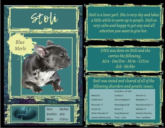 French Bulldog Puppies media 7