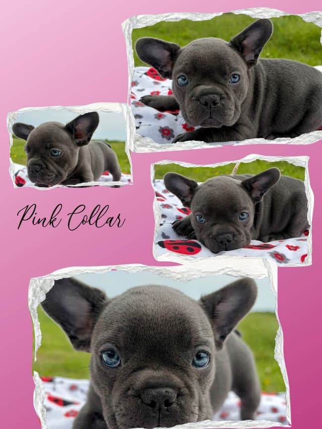 French Bulldog Puppies media 8