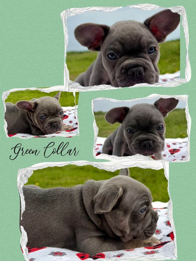 French Bulldog Puppies media 9
