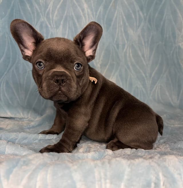 French Bulldog Puppies media 10