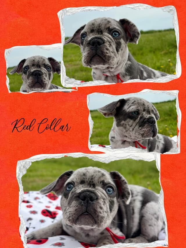 French Bulldog Puppies media 11