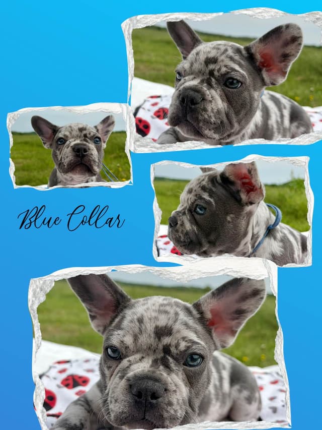 French Bulldog Puppies media 12