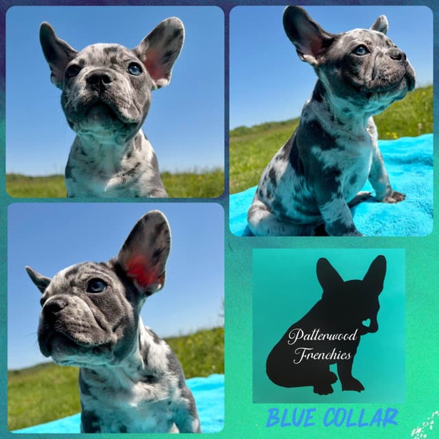 French Bulldog Puppies media 13