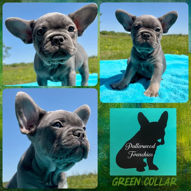 French Bulldog Puppies media 14