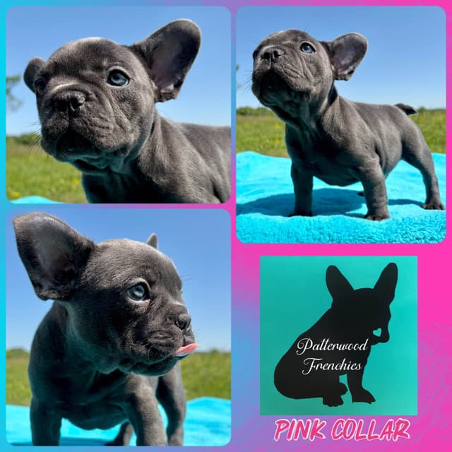 French Bulldog Puppies media 15