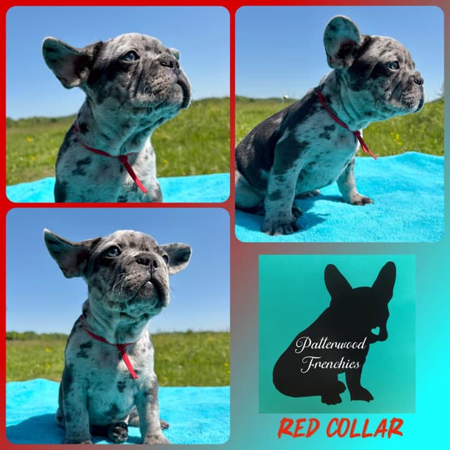 French Bulldog Puppies media 16