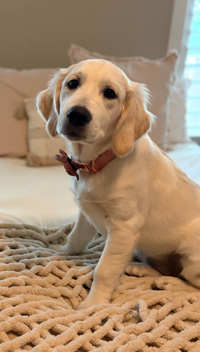 AKC English Cream Golden Retriever Puppies media 2