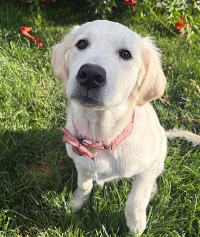 AKC English Cream Golden Retriever Puppies media 3