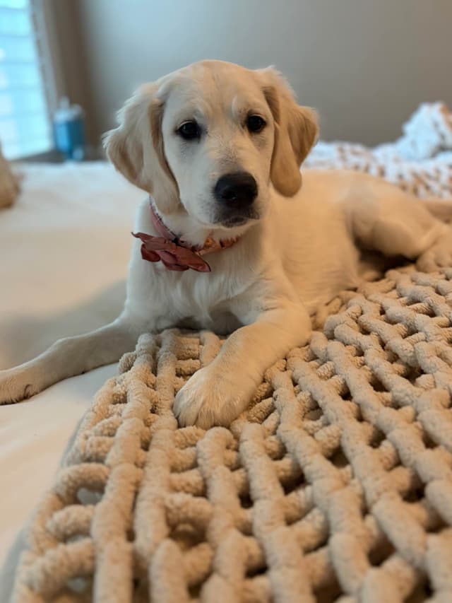 AKC English Cream Golden Retriever Puppies media 4