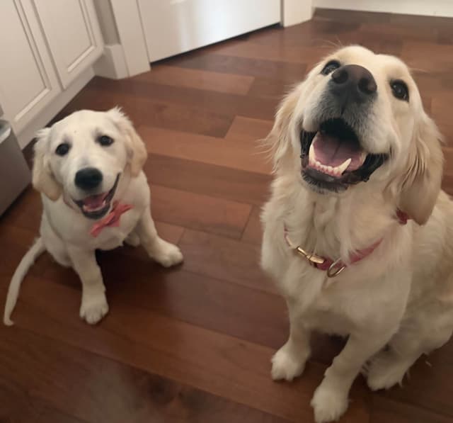 AKC English Cream Golden Retriever Puppies media 5