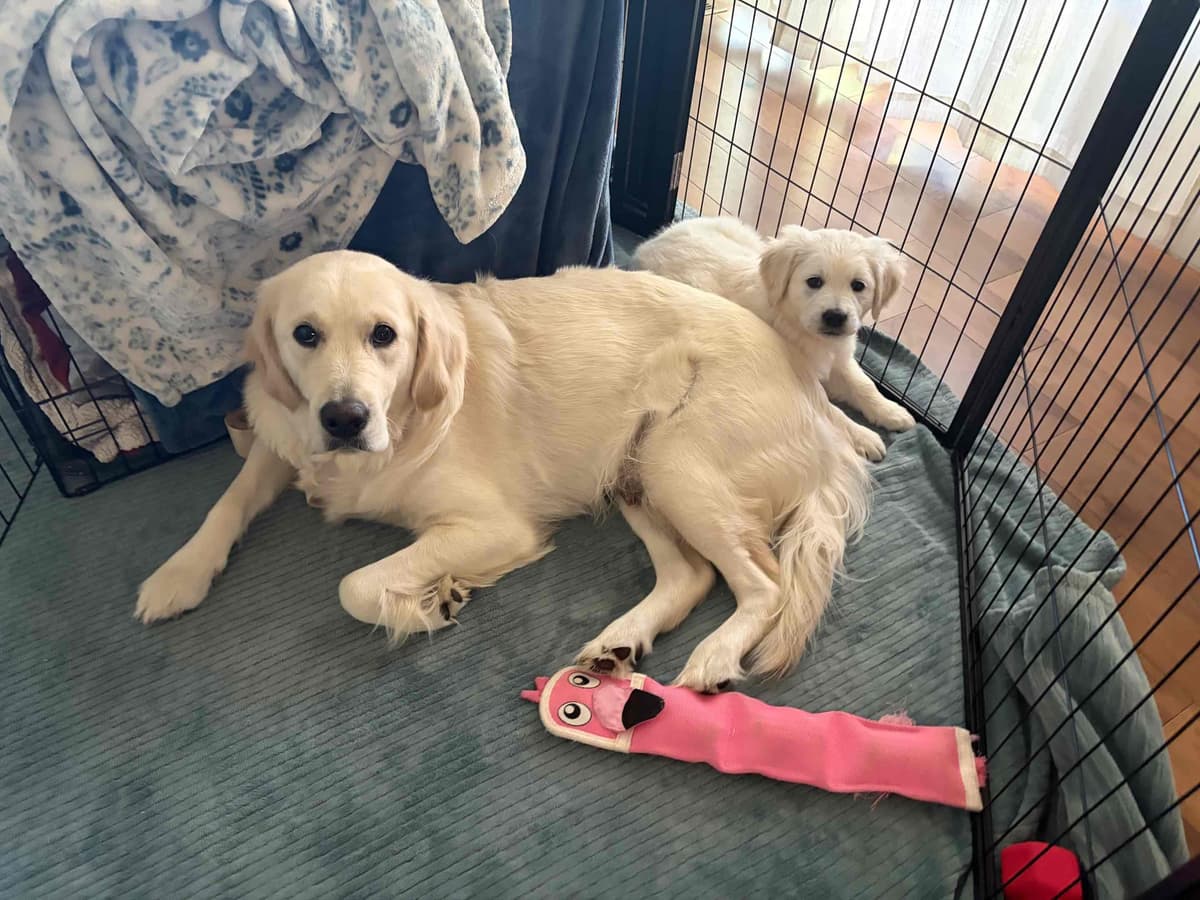 AKC English Cream Golden Retriever Puppies breeder image 12