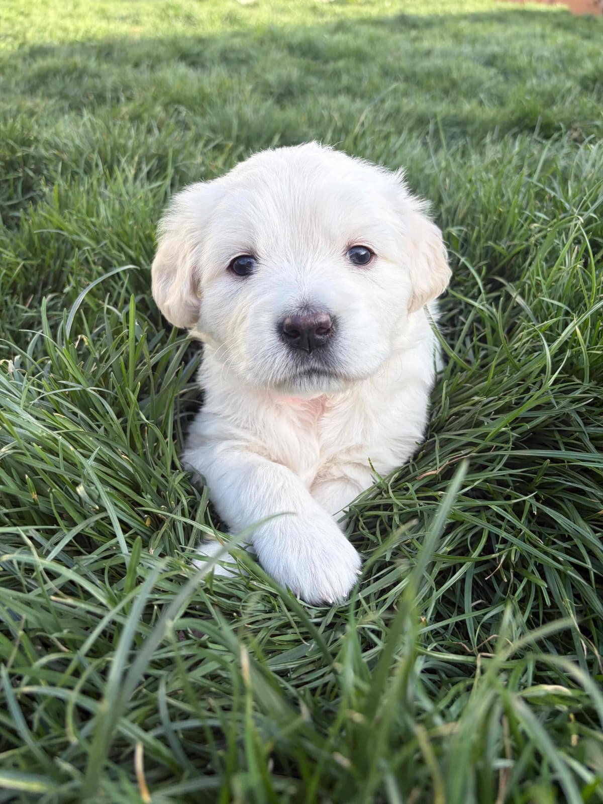 AKC English Cream Golden Retriever Puppies breeder image 6
