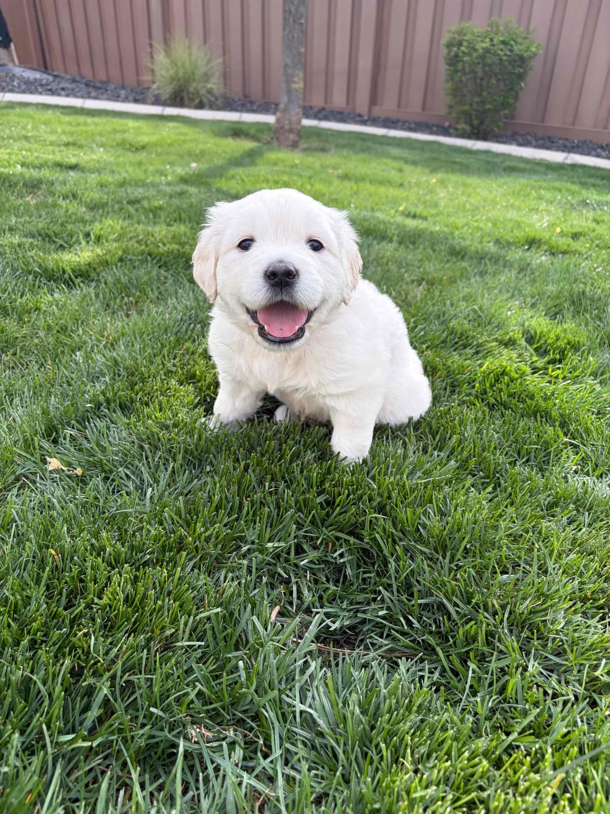 AKC English Cream Golden Retriever Puppies breeder image 10