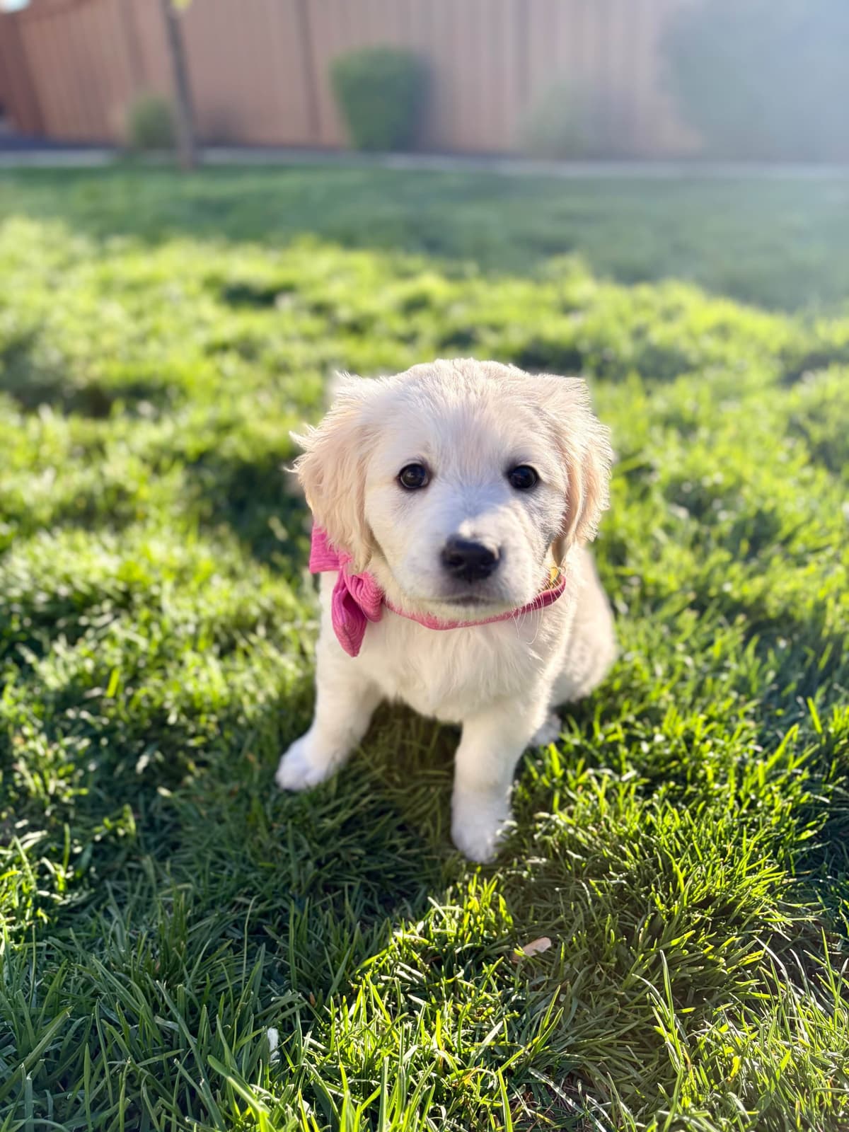 AKC English Cream Golden Retriever Puppies breeder image 7